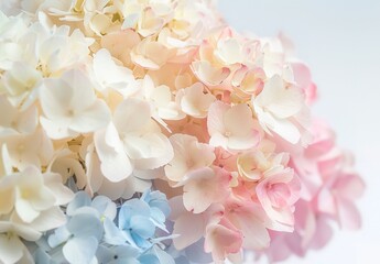 Unearthly beauty: close-up of delicate hydrangea flowers in soft pastel colors