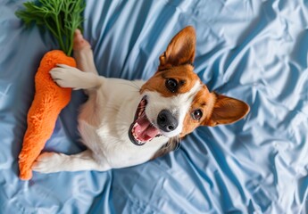 Playful dog with a bright orange toy on a cozy blue bed