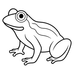 hand drawn frog