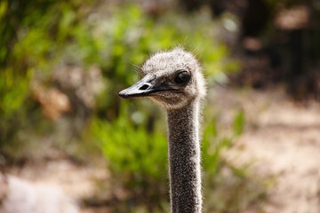 Ostrich, bird and safari in field for travel, holiday destination and wildlife conservation. Animal, closeup and omnivore for adventure, natural habitat and environment in national park in Africa