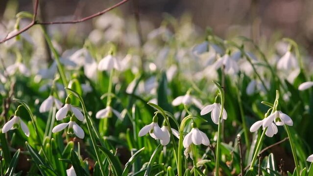 a whole glade of spring snowdrop galanthus nivalis snow-white flower blooms in the garden and in the wild in spring in early March.