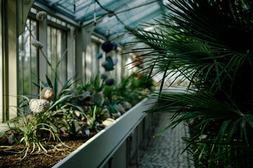 Flora inside a glasshouse in botanical garden Jevremovac in Belgrade. A variety of green tropical wild and indoor plants.