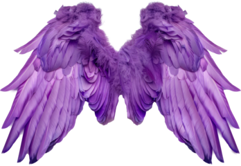 Vibrant purple angel wings isolated cut out on transparent background