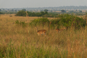 Ugandan kob in Queen Elisabeth national park