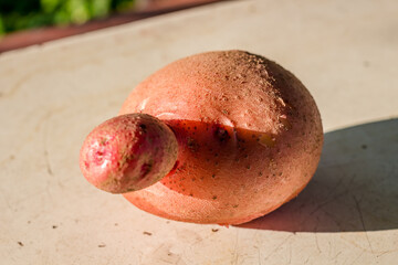 Potato fruit in the form of a face