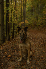 A lovely walk in an autumn forest after the rain