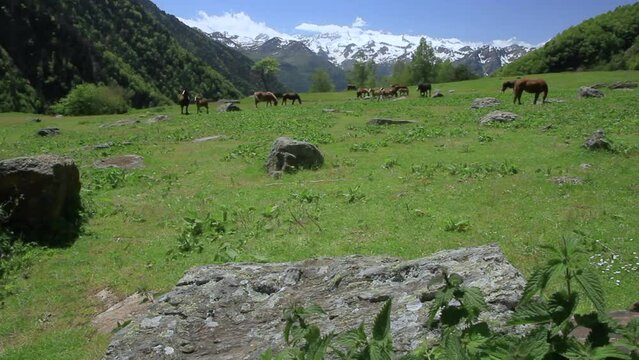 Horses grazing in liberty in a meadow with snowy mountains of La Maladeta massif in the background. Pyrenees, Vall d'Aran, Catalonia, Spain.