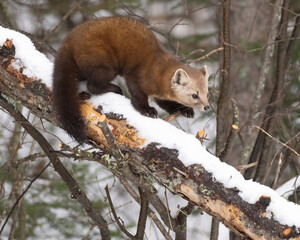 Pine Marten
