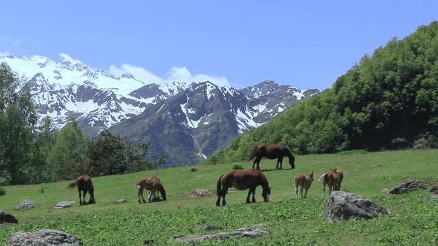 General view of herd of horses grazing placidly. Pyrenees, Vall d'Aran, Catalonia, Spain.