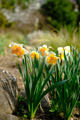 Fototapeta premium Yellow daffodils with an orange center grow in a flower bed on a sunny spring day. Beautiful garden plants outside. Flora in Botanical Garden Jevremovac , Belgrade- Serbia.