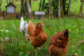 Chickens, free range garden flock of hens. mixed breed red brown white Leghorn poultry. Columbian...