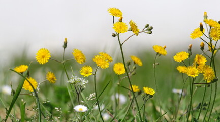 Field with blooming dandelions background
