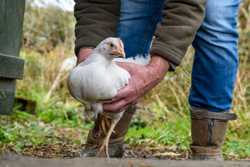 Leghorn white chicken caught by farmer. coop hand free range livestock