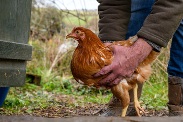 Brown Leghorn chicken held by farmer, coop hen, hand.