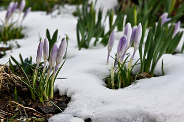 blooming purple crocuses in the snow