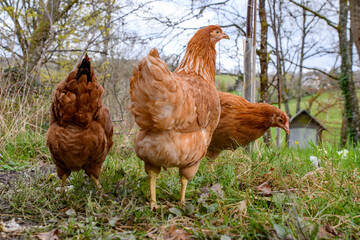 Chickens, free range garden flock of hens. mixed breed red brown white Leghorn poultry. Columbian black tail.