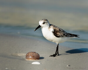 Sanderling