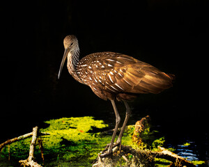 Limpkin