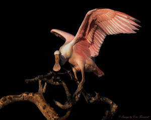 Roseate Spoonbill
