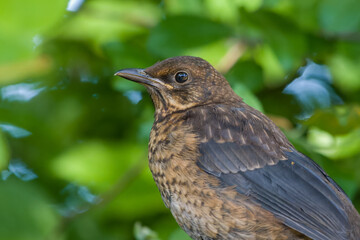 close up portrait of a young baby Blackbird Turdus merula with a blurred green background