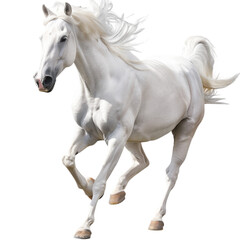 White horse , transparent background 