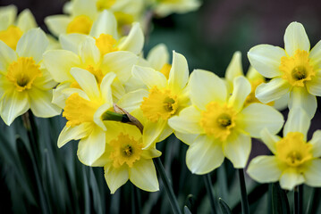Amazing yellow daffodils are blooming