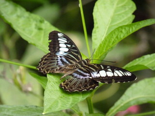 Papillon