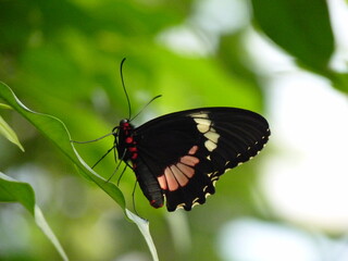 Papillon noir