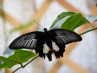 Papillon noir