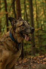 A lovely walk in an autumn forest after the rain