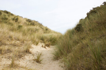 the dunes landscape in Haamstede, Zeeland in the Netherlands - 776150061