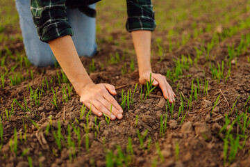 Farmer hand touches green leaves of young wheat in the field. Woman touches the crop and checks the...