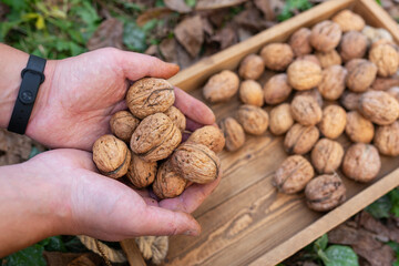 Hands holding fresh walnuts over a wooden tray amidst an autumn setting.