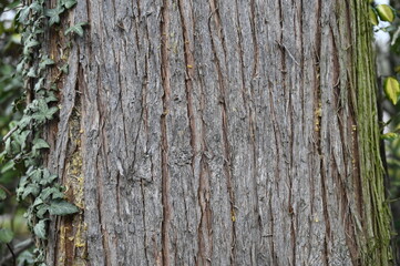 Ecorce tronc d'arbre