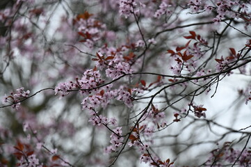 Fleurs de cerisiers roses