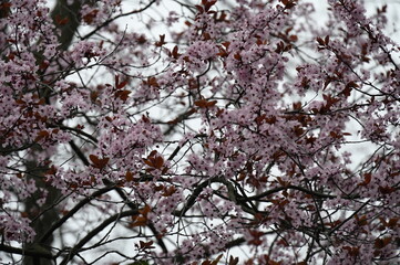 Fleurs de cerisiers roses