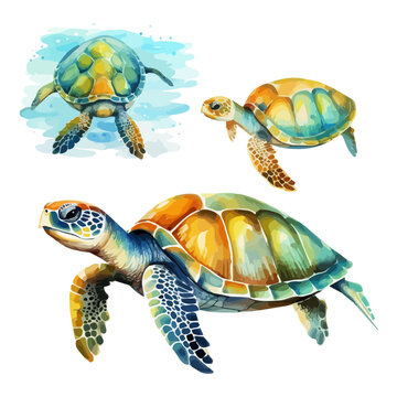 Watercolor painting clipart of sea turtle collection, isolated on a white background, sea turtle clipart, sea turtle vector, sea turtle painting, sea turtle art, sea turtle Graphic.