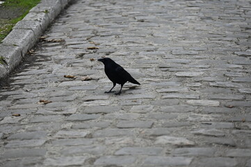 Corneille sur une route pavée