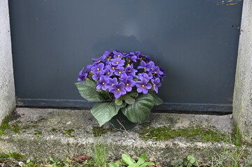 Petites fleurs violettes © Cyndie