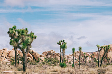Joshua trees in the desert, southern California