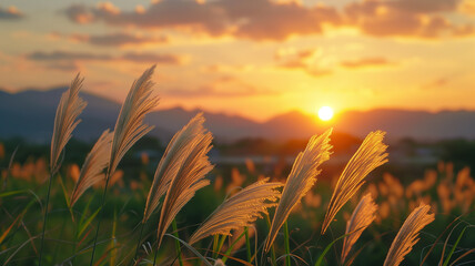 Sunset behind delicate grass silhouettes.