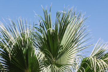 Palm leaves over the blue skies, summer background