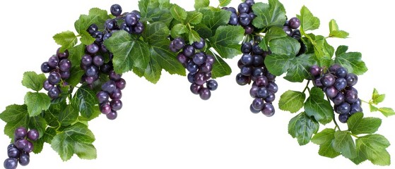   A tight shot of ripe grapes on a verdant branch against a pristine white backdrop Space for text - obrazy, fototapety, plakaty