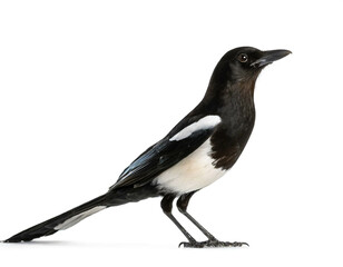 Obraz premium Elster isoliert auf weißen Hintergrund, Freisteller