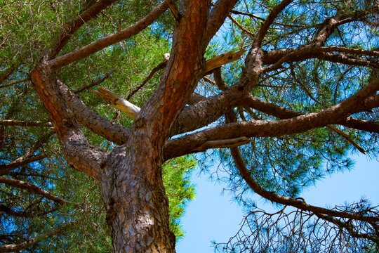 looking up to the crown of a pine tree in spring