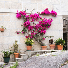 Fototapeta na wymiar Wall with purple flowers and pots with plants.
