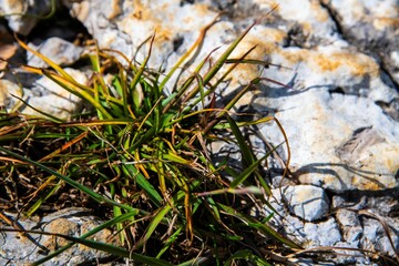 small bundle of grass growing on a rock in close up