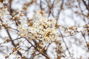 White beautiful flowers the fruit tree. Close up of spring flowering cherry tree branch. Spring blooming sakura cherry flowers branch. 