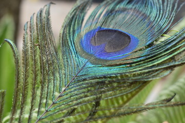 Close up of peacock feather in Pune India