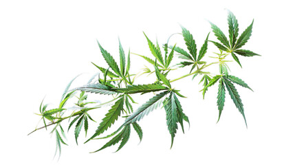Fototapeta premium Cannabis isolated on transparent background, png